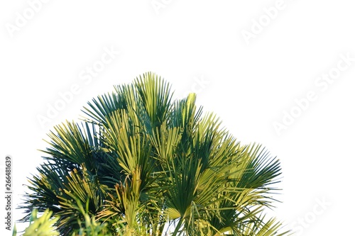 Palm leaves with sun light on white isolated background for green foliage backdrop  © Oradige59