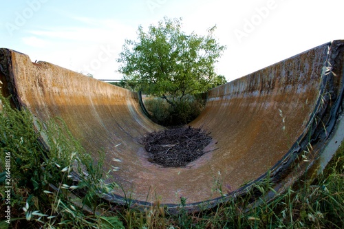 Arbol entre Tubos Canalización photo