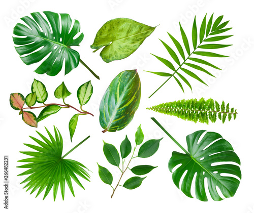 Collage of different exotic plant leaves isolated on white background