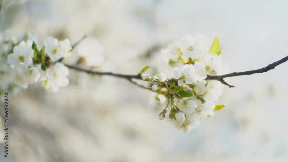 flowering cherry trees close up flowering cherry trees close up