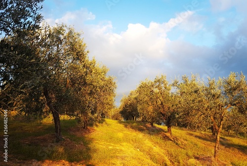 Sunset in olive grove, Tuscany