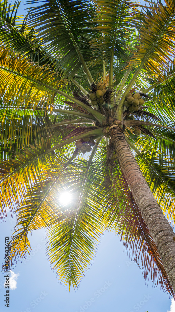 Fototapeta premium Palm tree from below. Sunlight throught the palm.