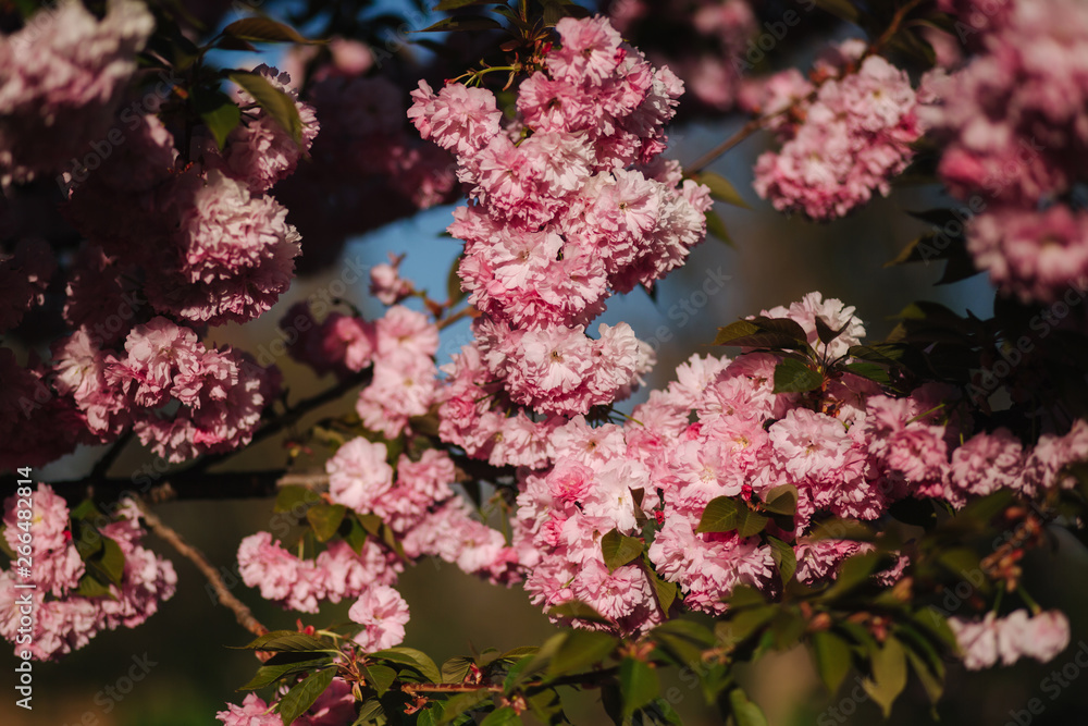 Beautiful pink sakura tree. Background of blue sky Beautiful pink sakura tree. Background of blue sky