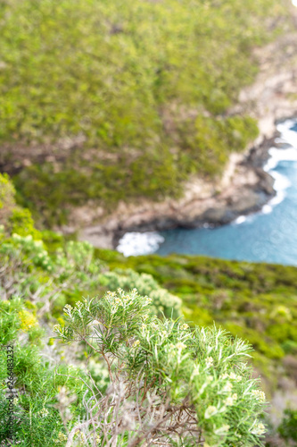 Close-up view of the UNESCO world heritage site protected flora in Erskine Valley near Mount Gower on Lord Howe Island, New South Wales, Australia. Coastline with ocean in background.