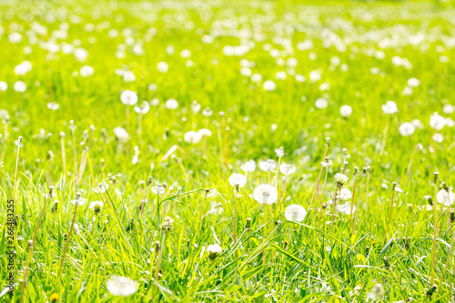 Dandelion field. Spring green grass background