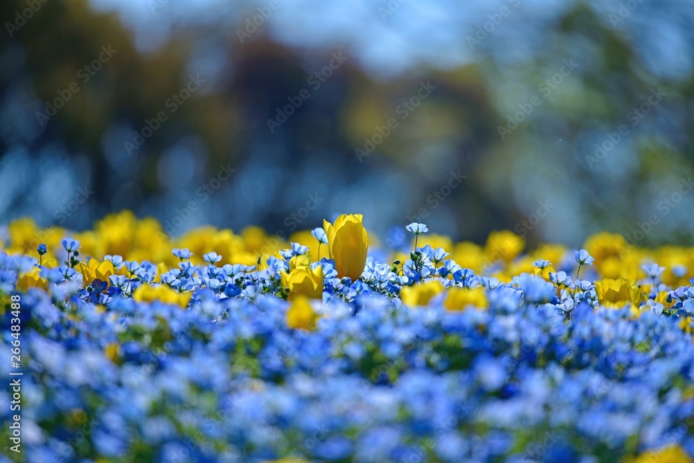 Obraz premium ネモフィラと黄色いチューリップのコラボ