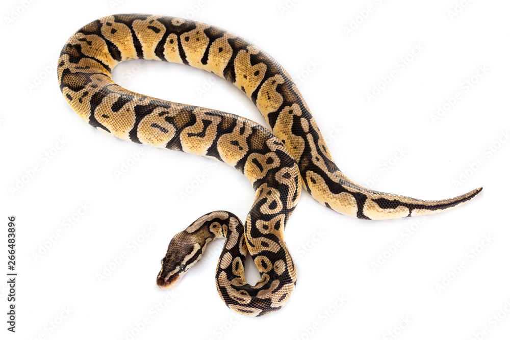 Ball python in studio Ball python in studio