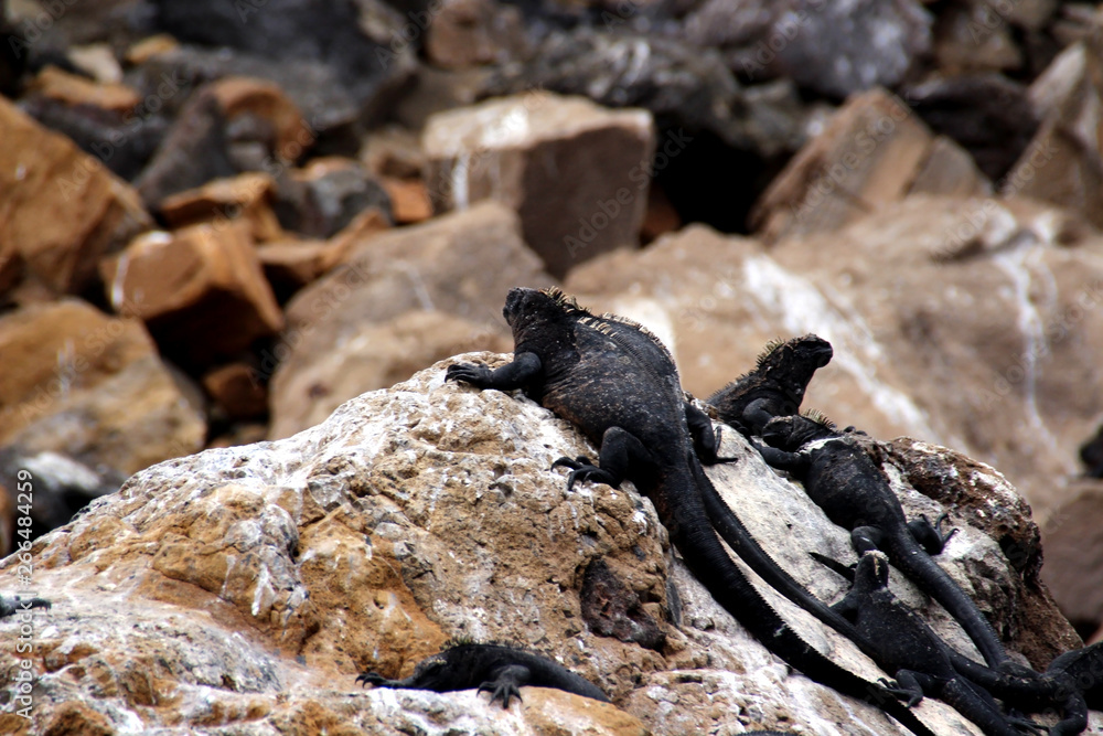 Galapagos Meerechsen auf Felsen des Ozeans Galapagos Meerechsen auf Felsen des Ozeans
