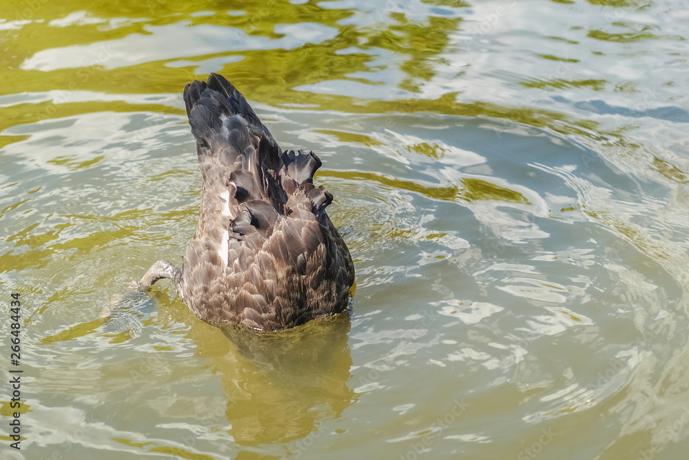 Fototapeta premium a black swan diving in the water, swan pond attraction in Doi Inthanon, Chiang Mai, northrn of Thailand.