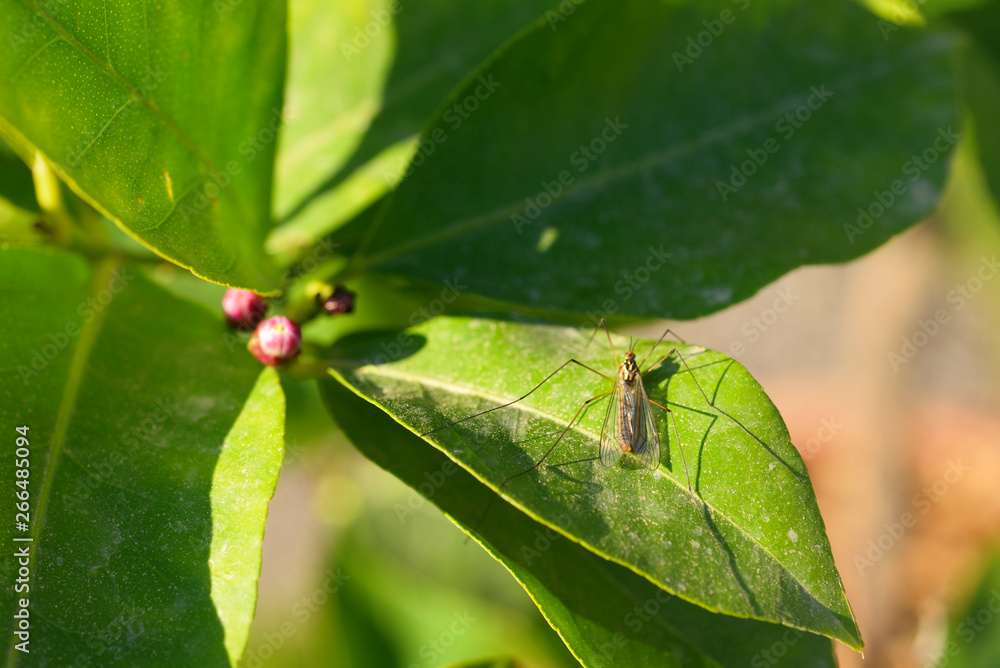 insect on a leaf of lemontree insect on a leaf of lemontree