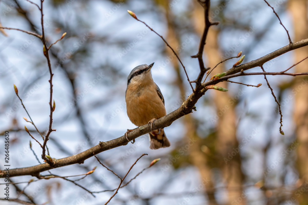 The eurasian nuthatch or wood nuthatch (Sitta europaea) The eurasian nuthatch or wood nuthatch (Sitta europaea)