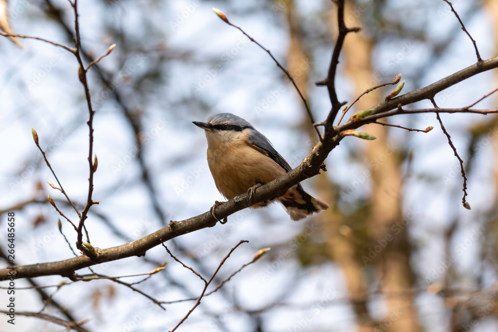 Obraz premium The eurasian nuthatch or wood nuthatch (Sitta europaea)