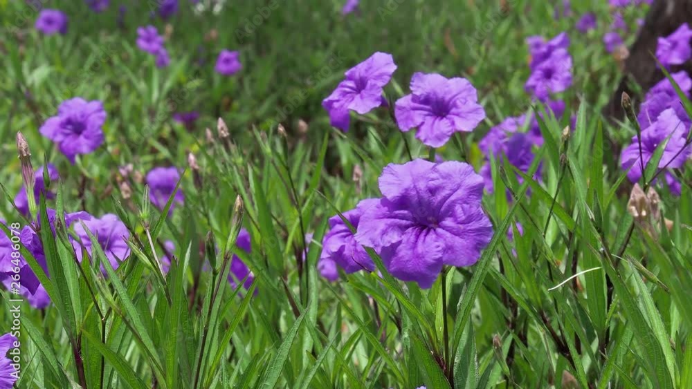 Ruellia tuberosa, purple flowers in a green field moved by the wind Ruellia tuberosa, purple flowers in a green field moved by the wind