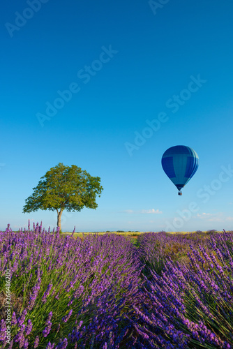 Provence landscape. Wallnut tree in lavender field with hot air balloon.