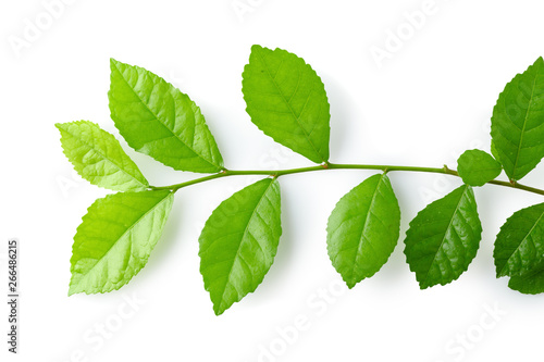 Green leaves isolated over a white background