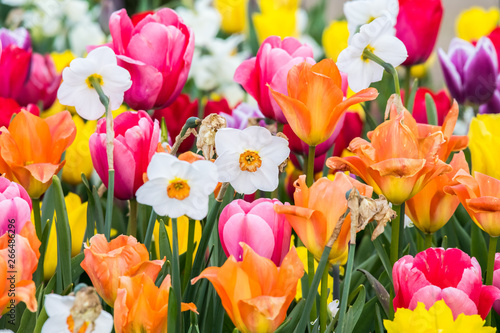 Panorama aus vielen bunten Blumen - formatfüllend photo