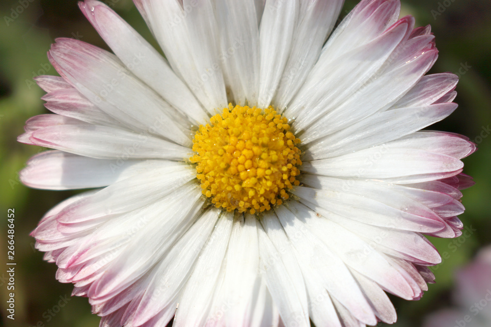 Daisy flower close up top view. blooming spring morning Daisy flower close up top view. blooming spring morning