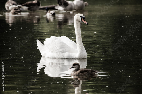 Ein Schwan und eine Ente schwimmen im Dutzendteich N  rnberg