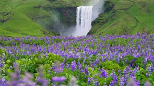 Beautiful scenery of the majestic Skogafoss Waterfall in countryside of Iceland in summer. Skogafoss waterfall is the top famous natural landmark and tourist destination place of Iceland and Europe.