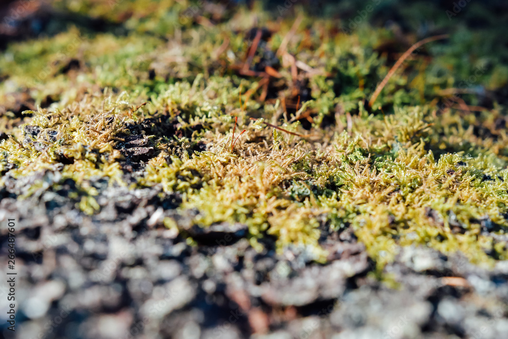 Moss closeup in the forest. Background Moss closeup in the forest. Background