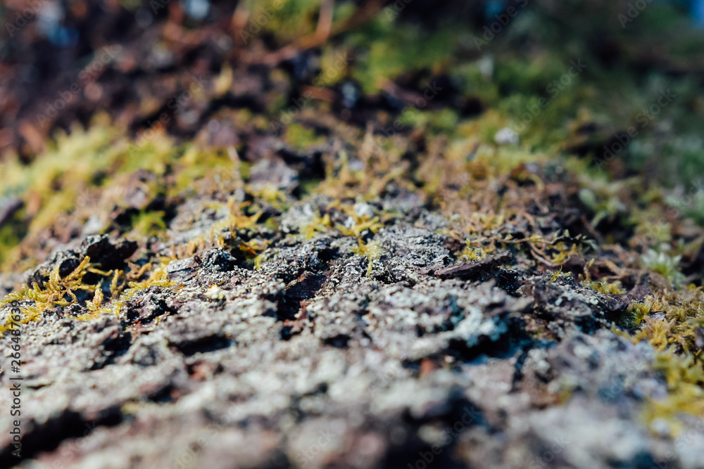 Moss closeup in the forest. Background Moss closeup in the forest. Background