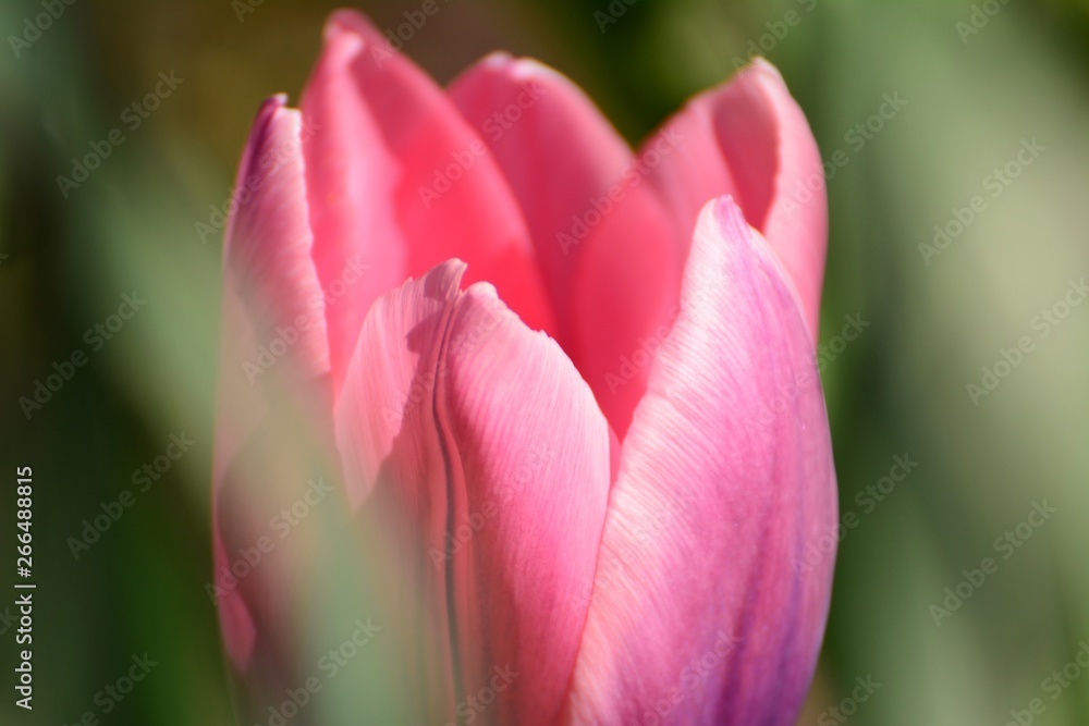 Tulpe Portrai Close Up Makro Rosa Pink Deko für Leinwand Wandbild