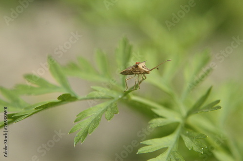 insect on green leaf close up