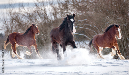 Shirehorses im Schnee