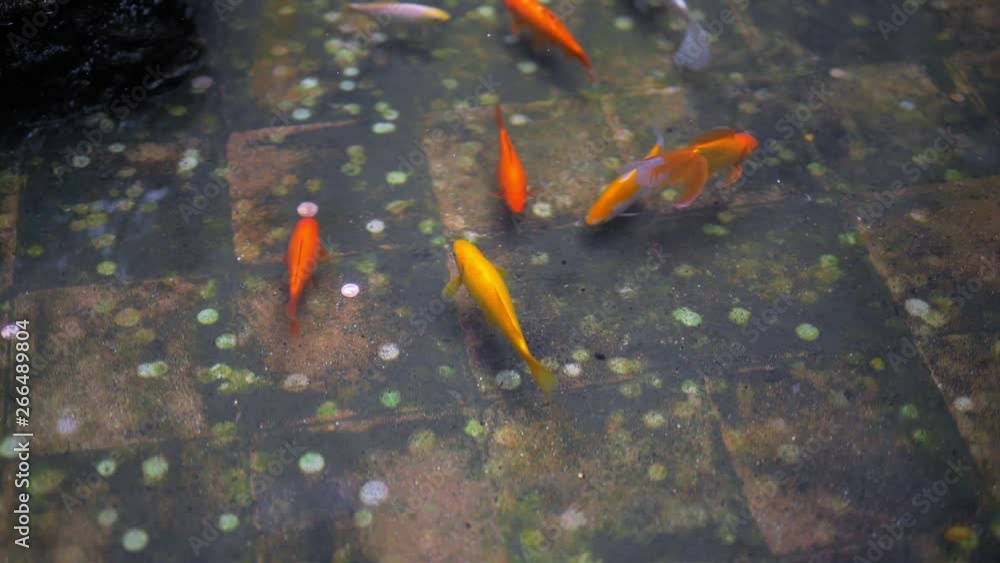 fish in the pool with all lucky coins