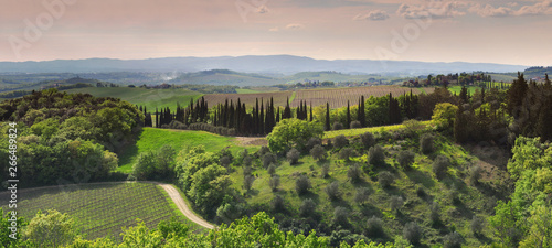 Tuscan landscape at sunset with cypress trees and vineyards near Siena. Italy