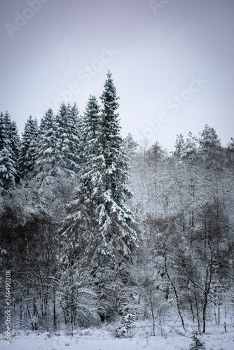 Winter snow trees