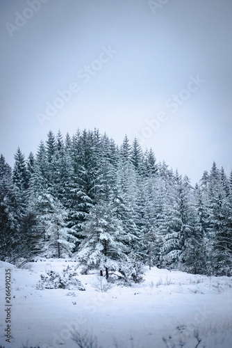 Winter snow trees © TomAre