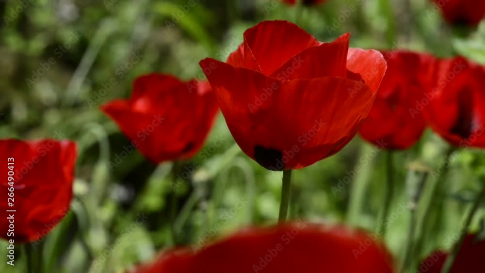 Anemone coronaria flowers moving by the wind Anemone coronaria flowers moving by the wind