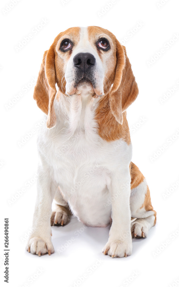 Cute funny dog on white background Cute funny dog on white background
