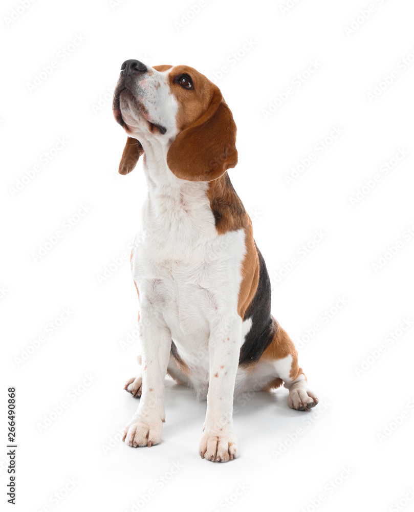 Cute funny dog on white background Cute funny dog on white background