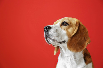 Cute funny dog on color background