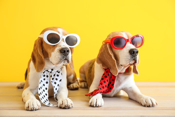 Stylish cute dogs lying on table