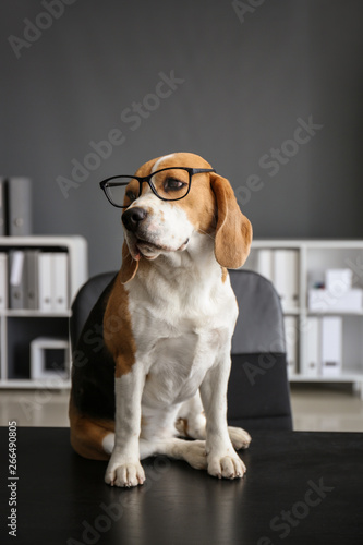Cute funny dog with eyeglasses sitting on table in office