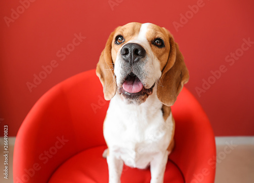 Cute funny dog sitting in armchair © Pixel-Shot