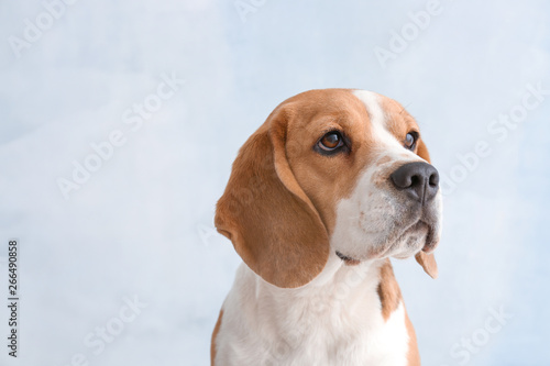 Cute funny dog on light background