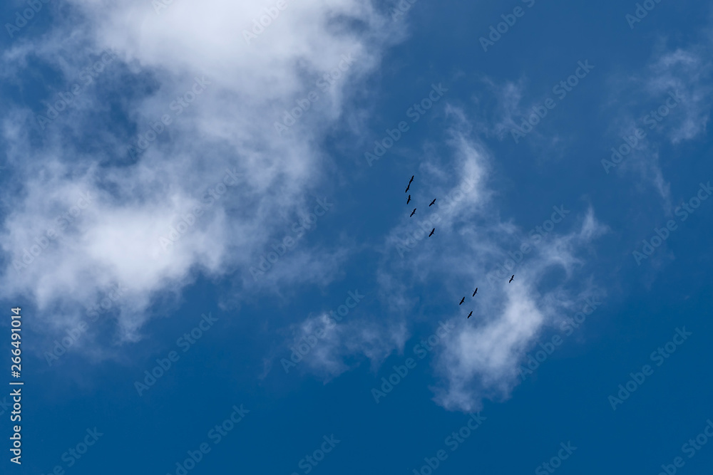 blue sky with white clouds and flying cranes. blue sky with white clouds and flying cranes.