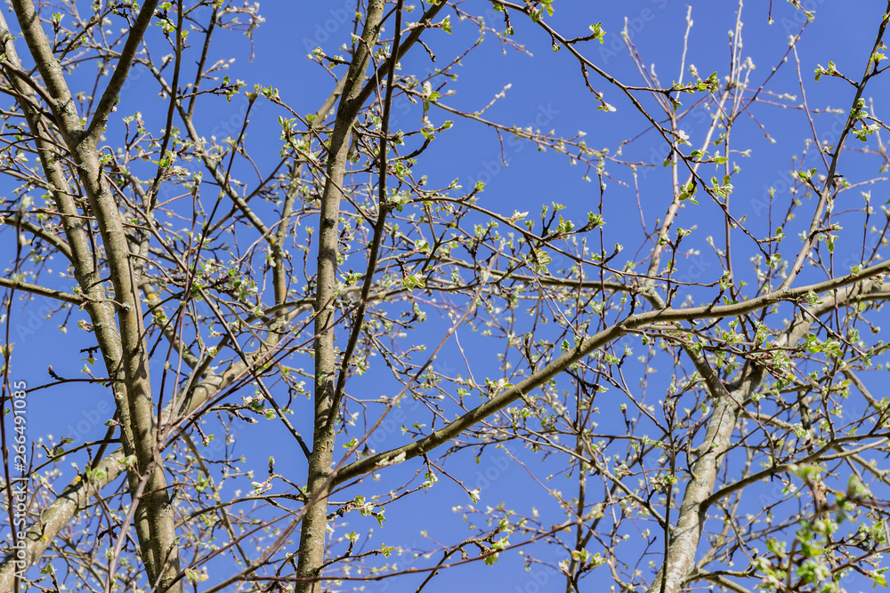 Spring apple tree branches against blue sky. First leaves. Spring apple tree branches against blue sky. First leaves.