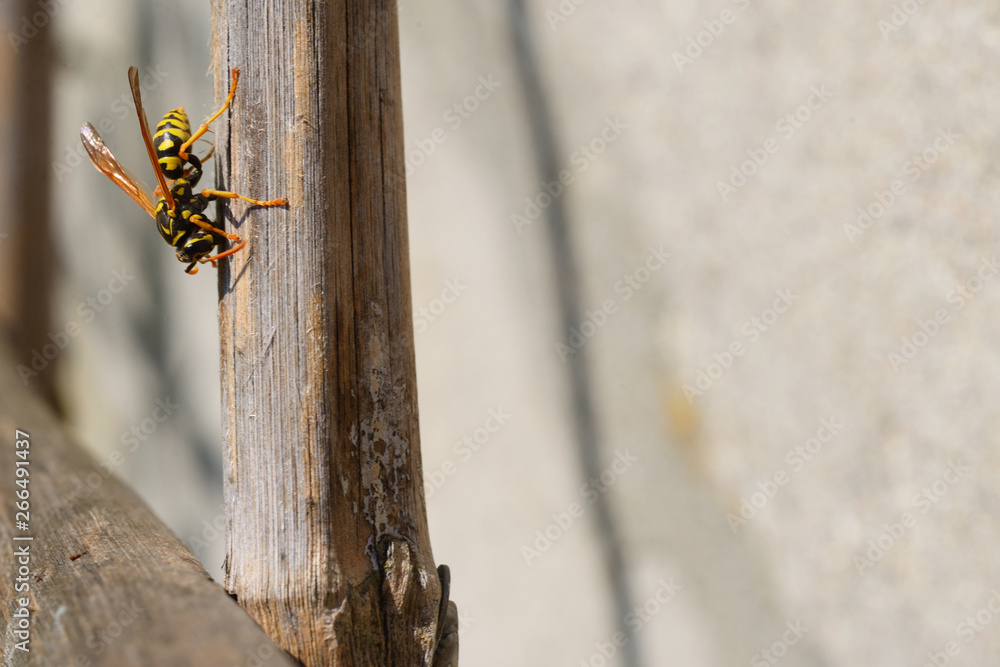 wasp scratching on a cane stick wasp scratching on a cane stick
