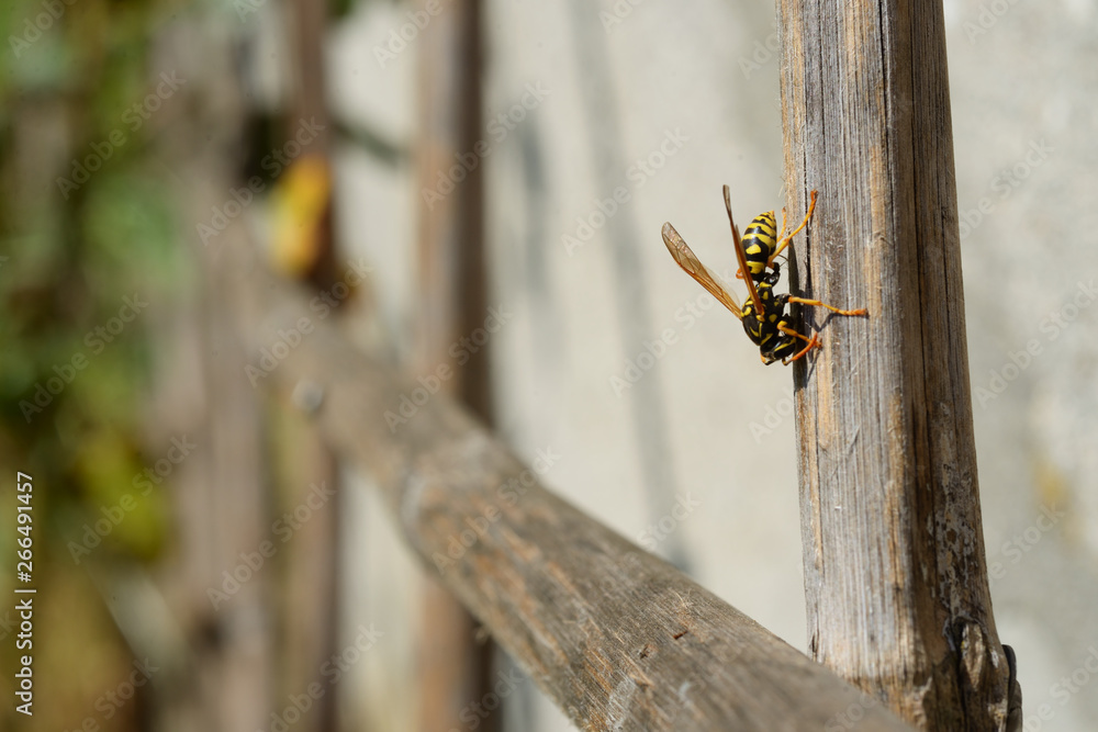 wasp scratching on a cane stick wasp scratching on a cane stick