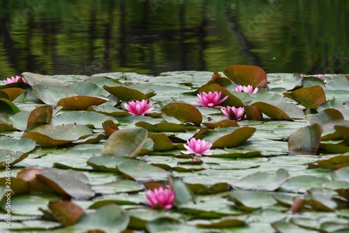 Water lilies blooming in the pond.