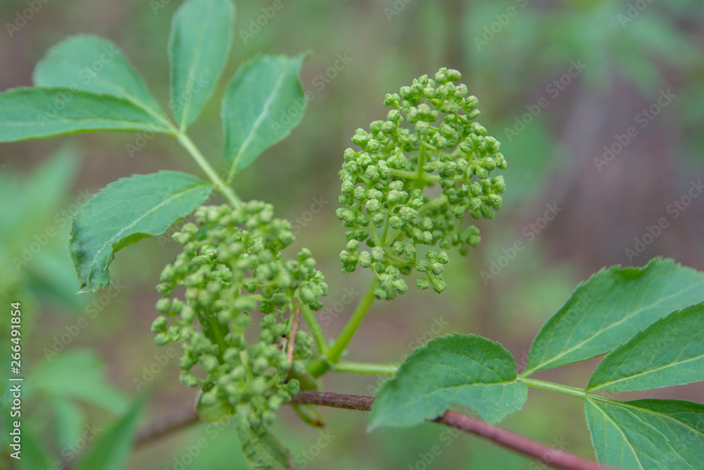 Green bush with inflorescences. Green bush with buds. Many green leaves and brushes with buds Green bush with inflorescences. Green bush with buds. Many green leaves and brushes with buds