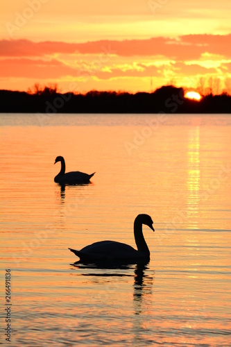 Schwanensee Silhouette Schw  ne See Sonnenuntergang