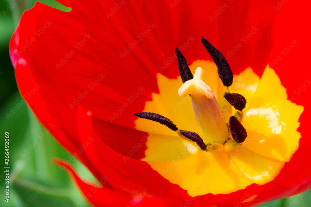 Open red tulip in the garden. An open red tulip in the garden Open red tulip in the garden. An open red tulip in the garden