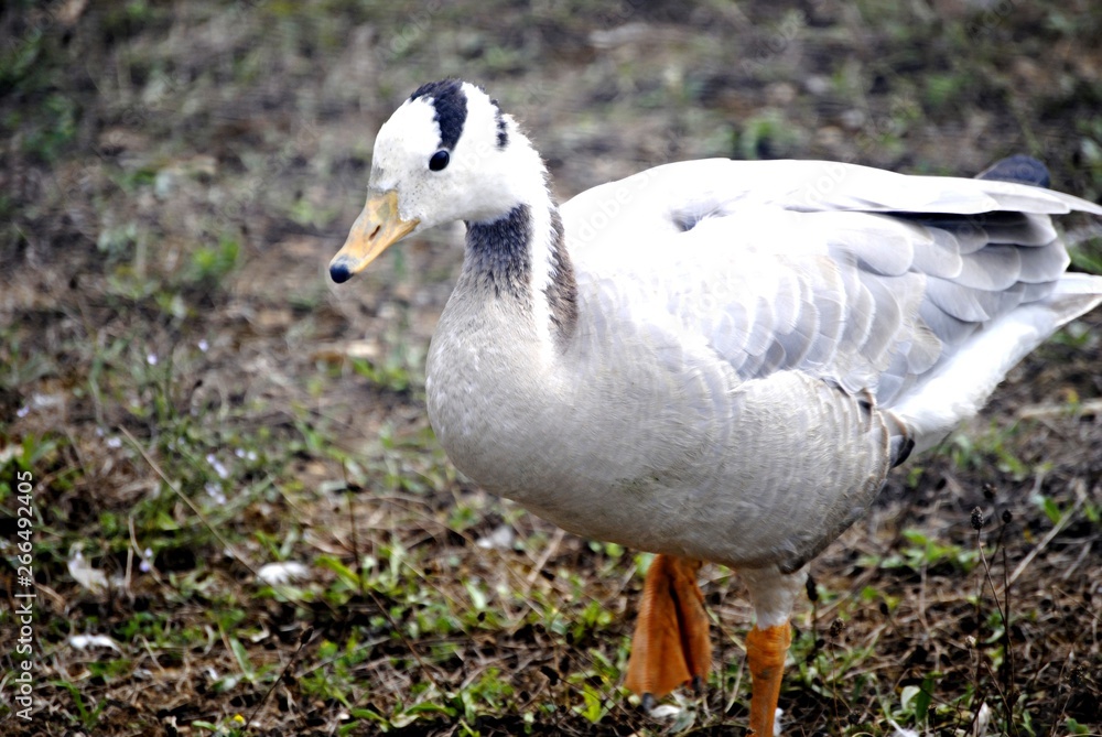 Canard Canard