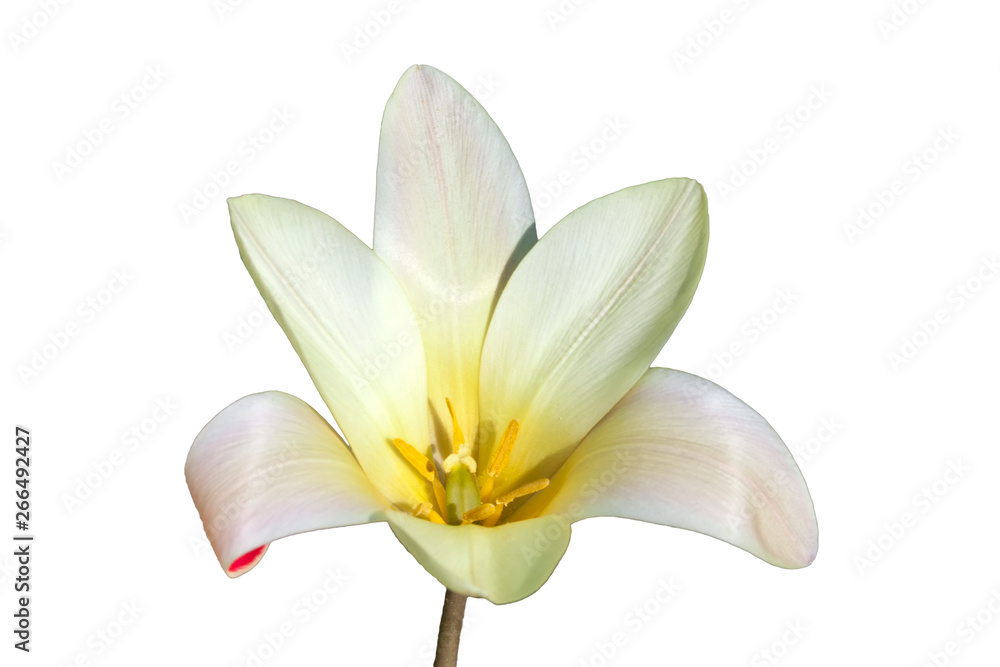 Tulip clusiana 'Tinka' a spring flowering bulb plant cut out and isolated on a white background